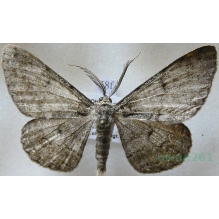 Hypomecis roboraria (Denis & Schiffermüller, 1775) male Przylepek nadębek Czech58f